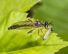 Rødbenet rovflue - Dioctria rufipes